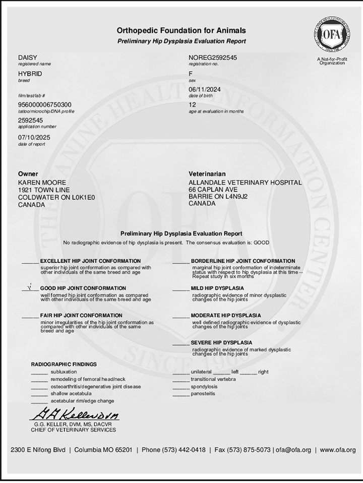 Orthopedic Foundation for Animals Preliminary Hip Dysplasia Evaluation Report