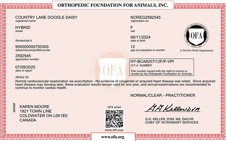 Orthopedic Foundation for Animals Certificate