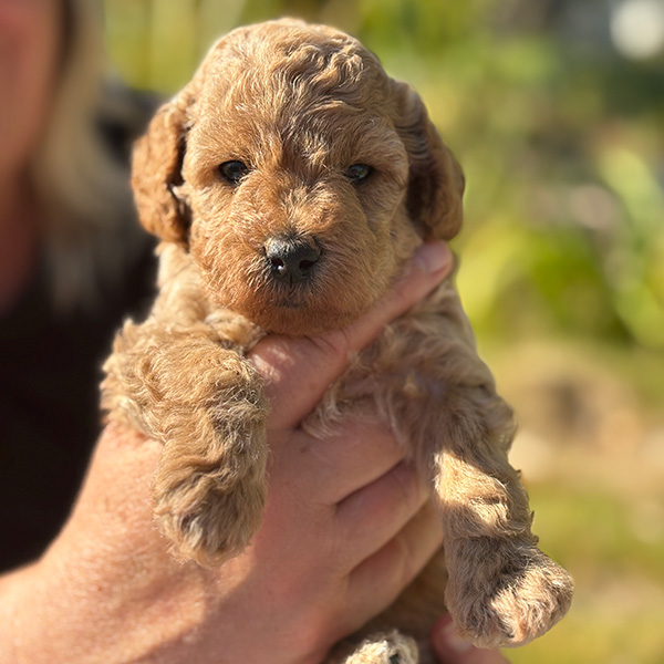 Guardian Pup Ozzie Mini Goldendoodle