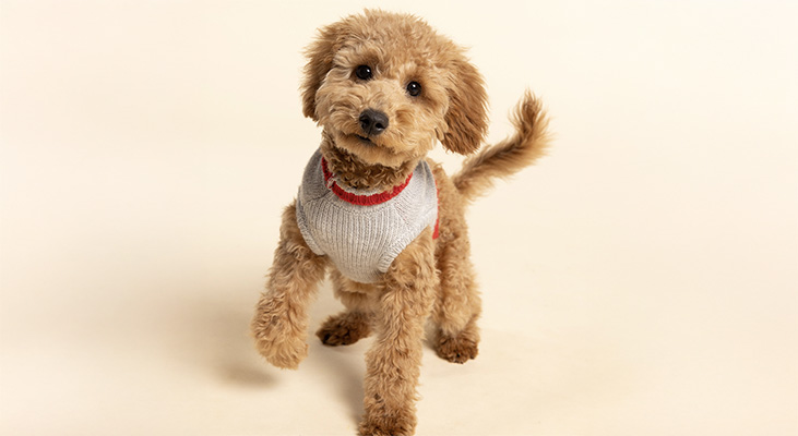 Goldendoodle pup wearing a sweater