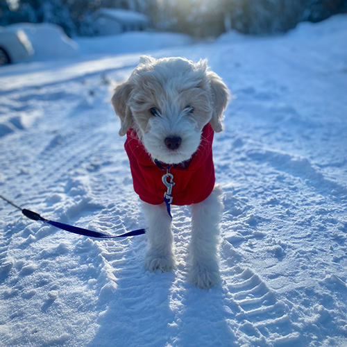 Guardian Pup Winnie Goldendoodle