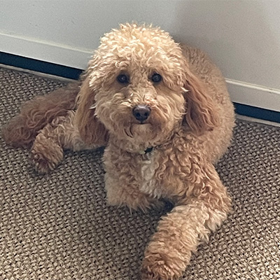 Golden doodle named Theo