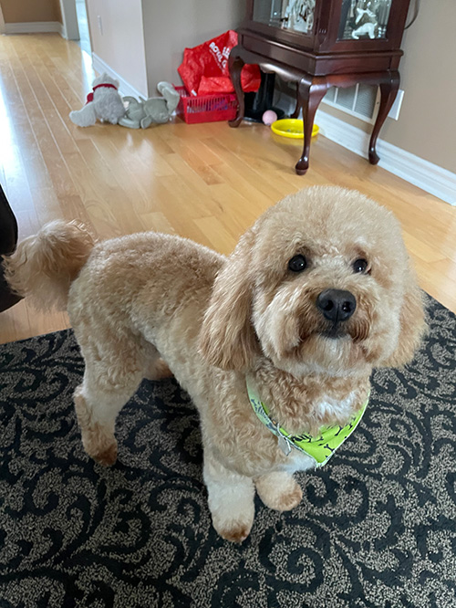 Theo, petite apricot golden doodle