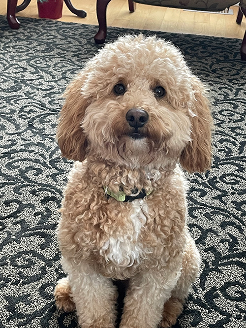 Theo, petite apricot golden doodle
