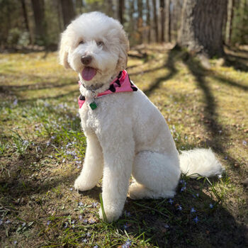 Opal, medium White with Light tan/apricot patches goldendoodle