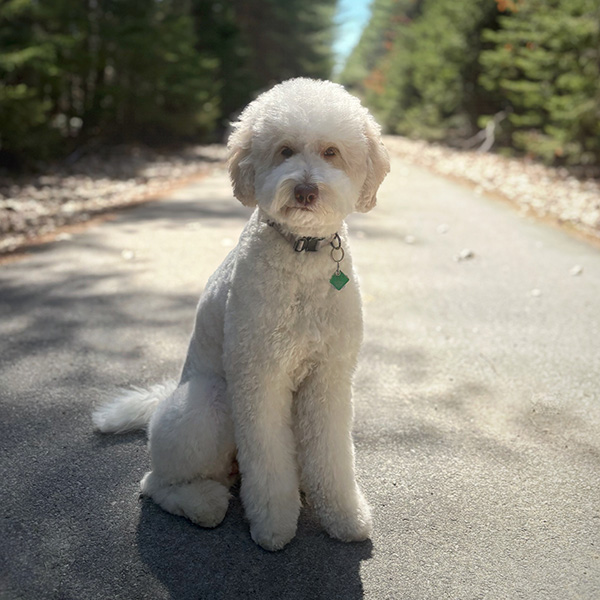 Opal, medium White with Light tan/apricot patches goldendoodle