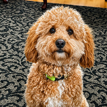 Golden doodle named Theo