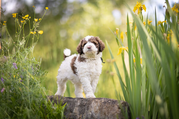 Goldendoodle Puppy