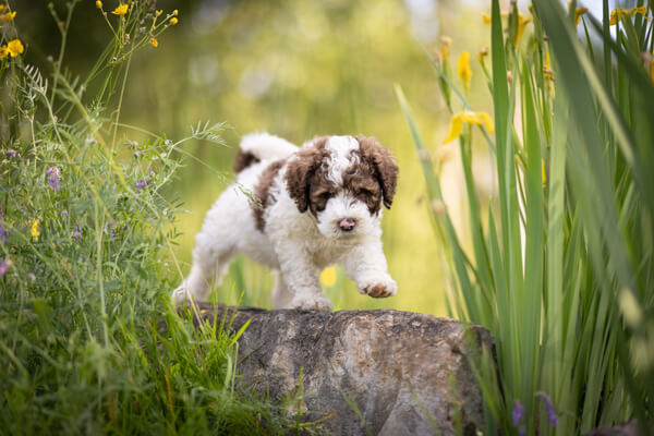Goldendoodle Puppy