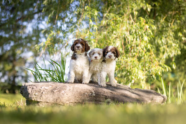 Goldendoodle Puppies sitting on a rock
