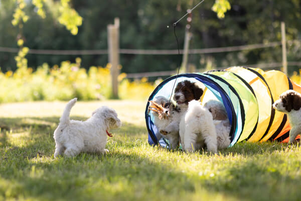 Goldendoodle Puppies playing
