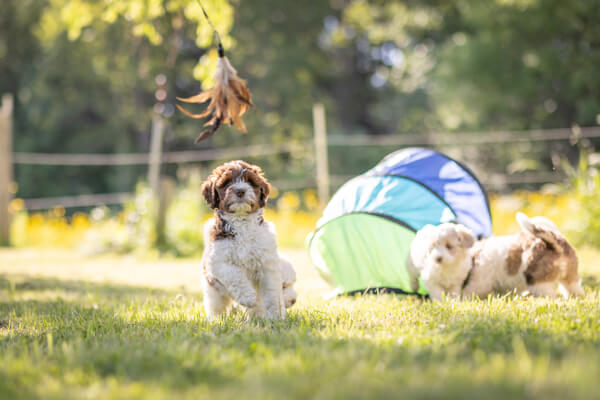 Goldendoodle Puppies playing