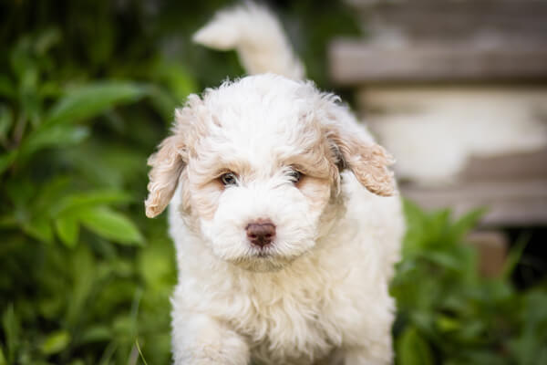 Goldendoodle Puppy