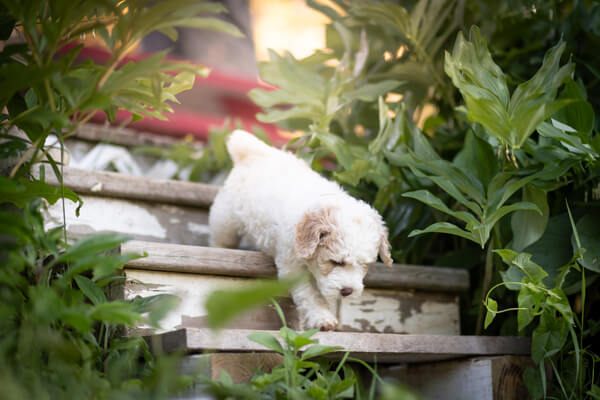 Goldendoodle Puppy