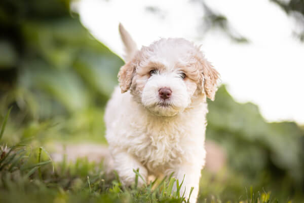 Goldendoodle Puppy