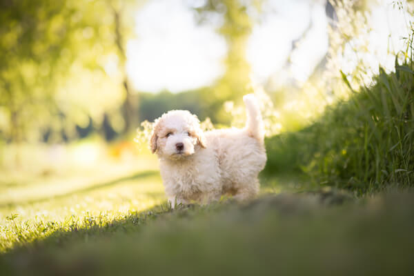 Goldendoodle Puppy