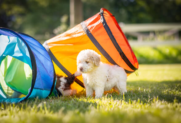 Goldendoodle Puppy