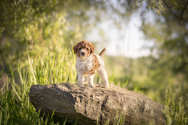 Goldendoodle Puppy