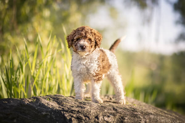 Goldendoodle Puppy