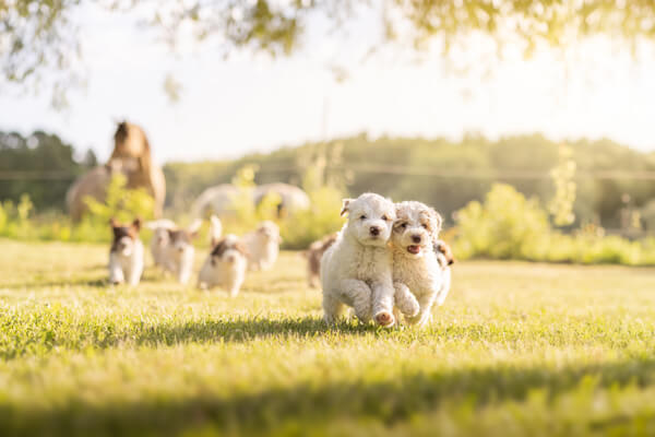 Goldendoodle Puppies running on the grass