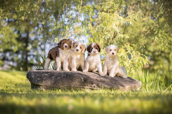5 Goldendoodle Puppies sitting on a rock