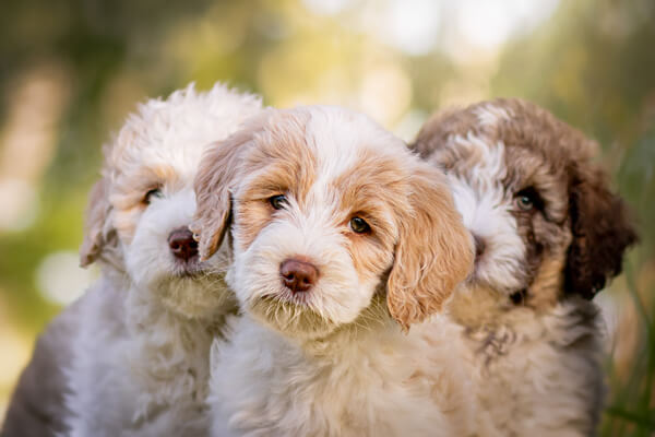 3 Goldendoodle Puppies