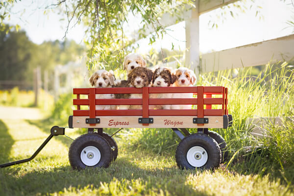 Goldendoodle Puppies in a red wagon