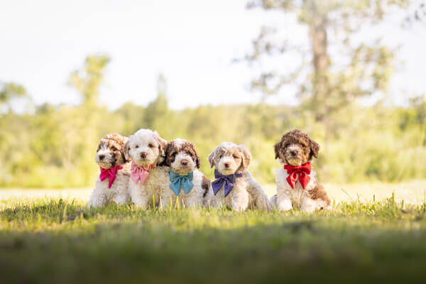 5 Goldendoodle Puppies with colored bows