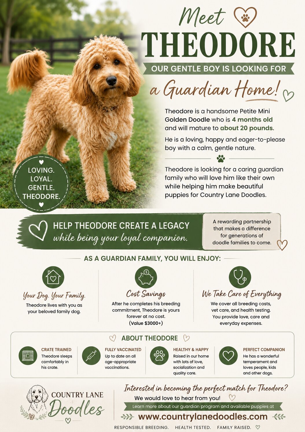 Meet Theodore, he is looking for a guardian home!