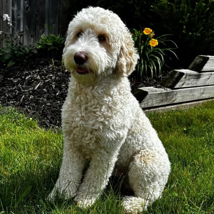 Apricot and Cream golden doodle named Jax