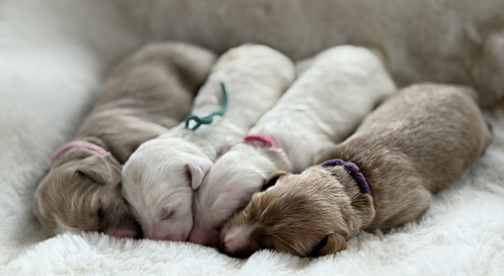 Daisy Litter 1 Newborn Golden Doodle puppies